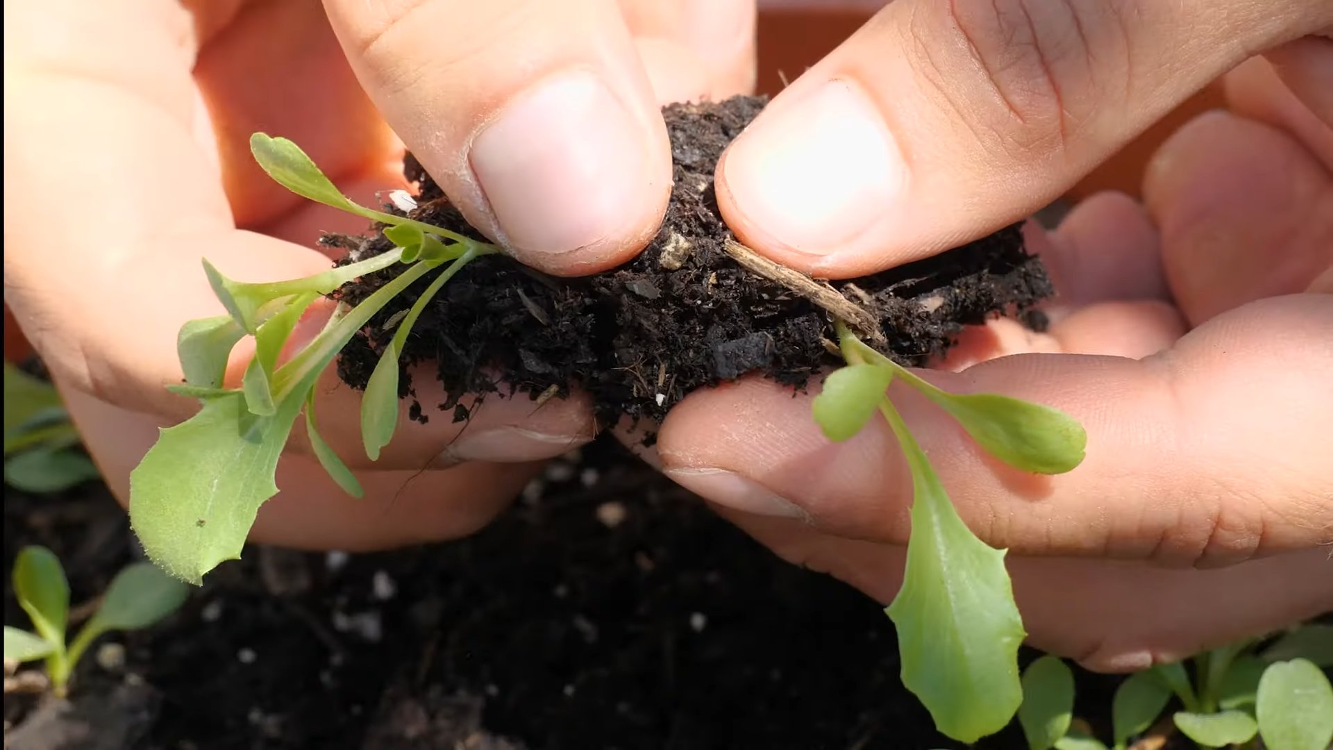 Growing Iceberg Lettuce
