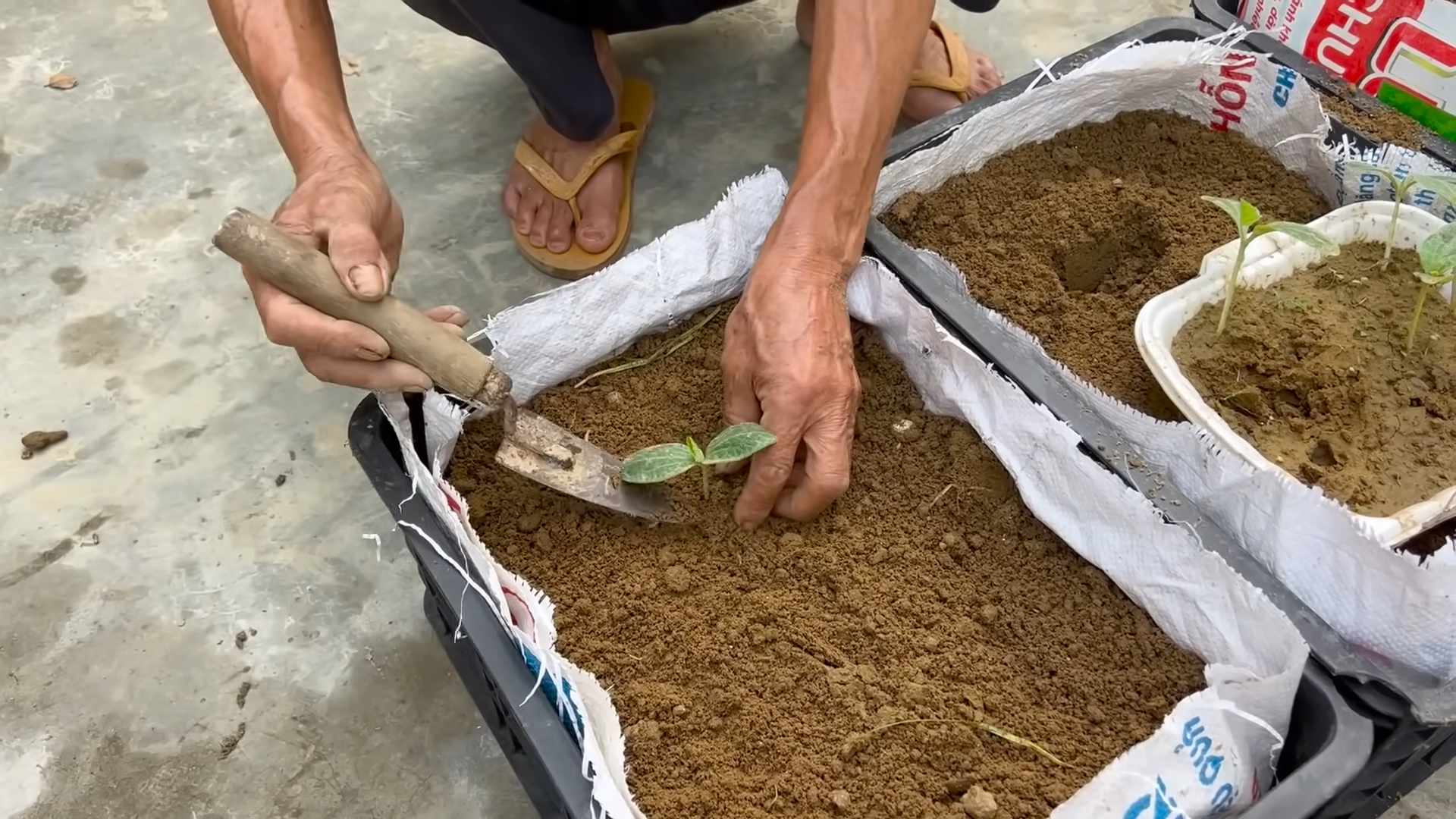 Prolong Pumpkin Harvest