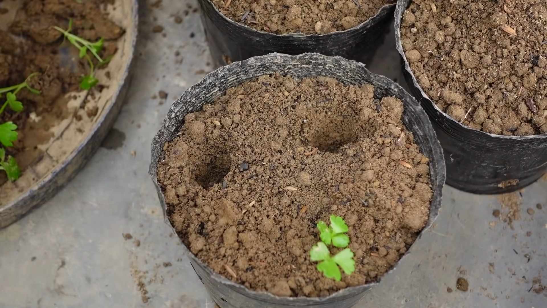 Planting Celery Easy Beginners