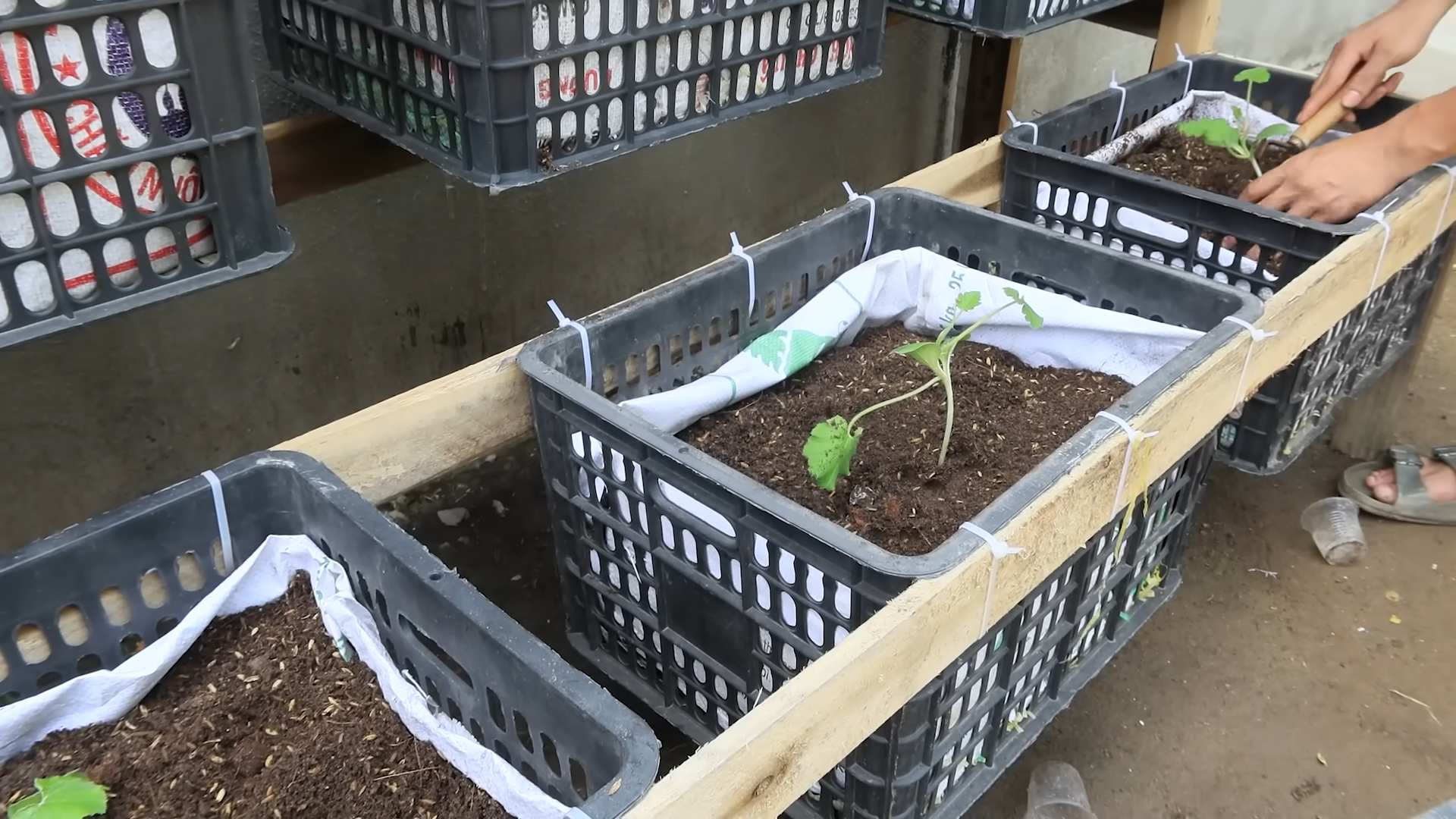 Grow Zucchini at Home