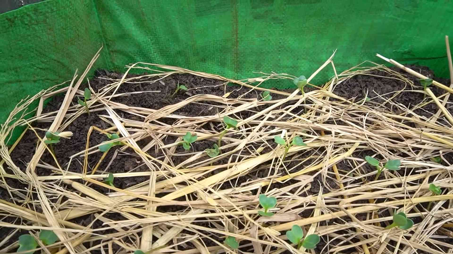 Grow Radishes Fast