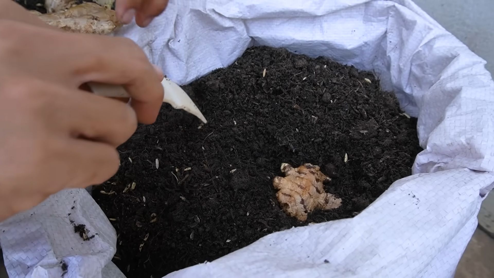 Growing Ginger at Home