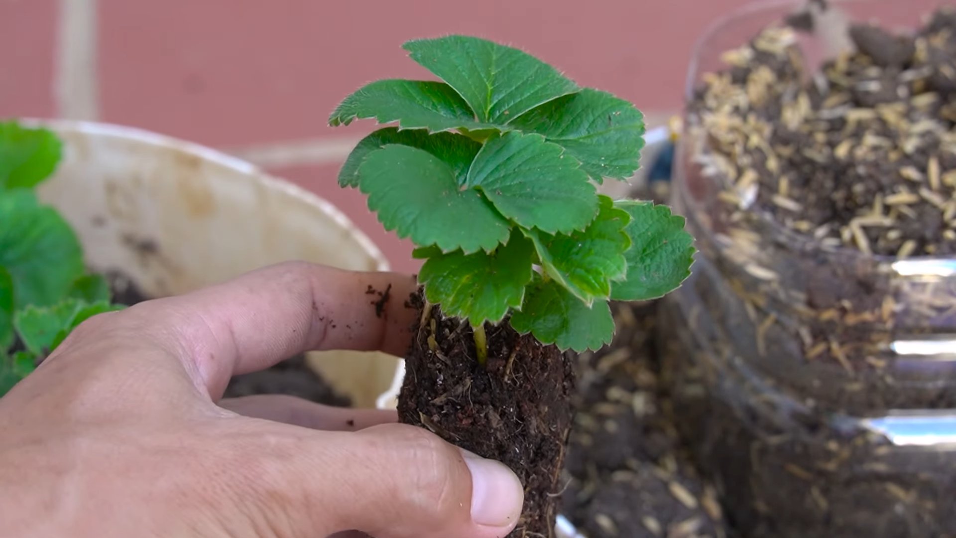 Extend Strawberry Harvest