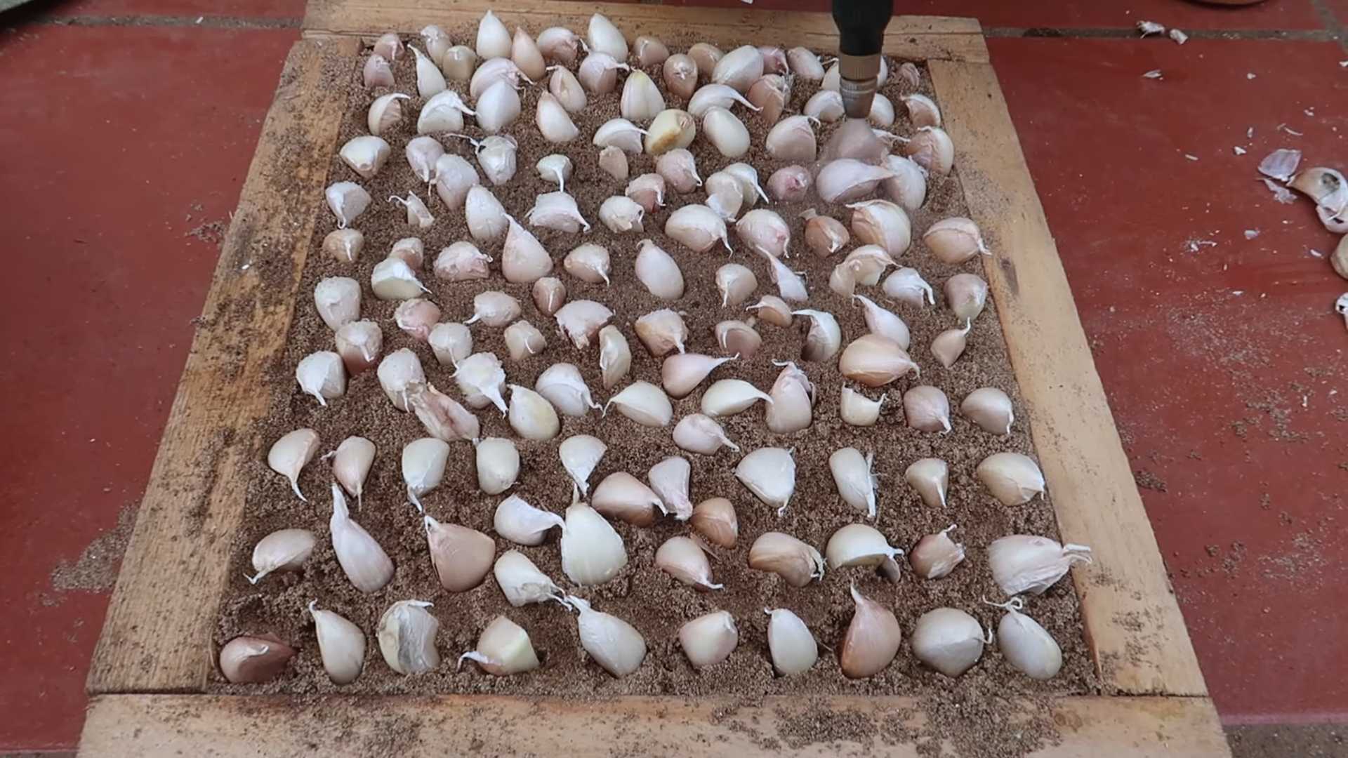 Growing Garlic in a Bag
