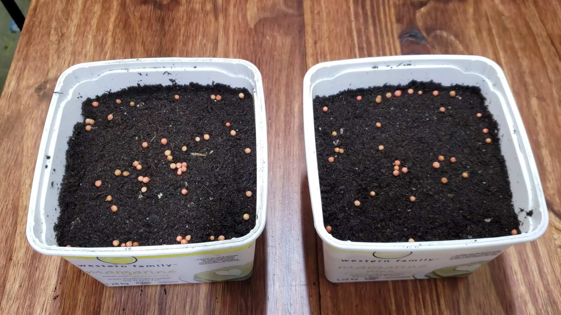 Grow Cilantro Indoors