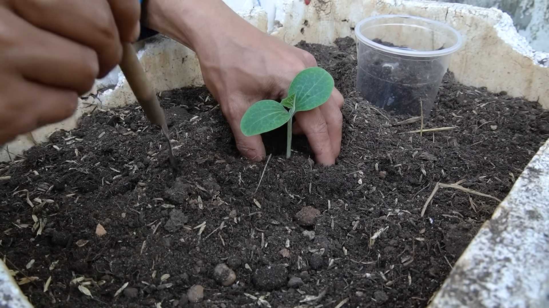 Bumper pumpkin harvest tips