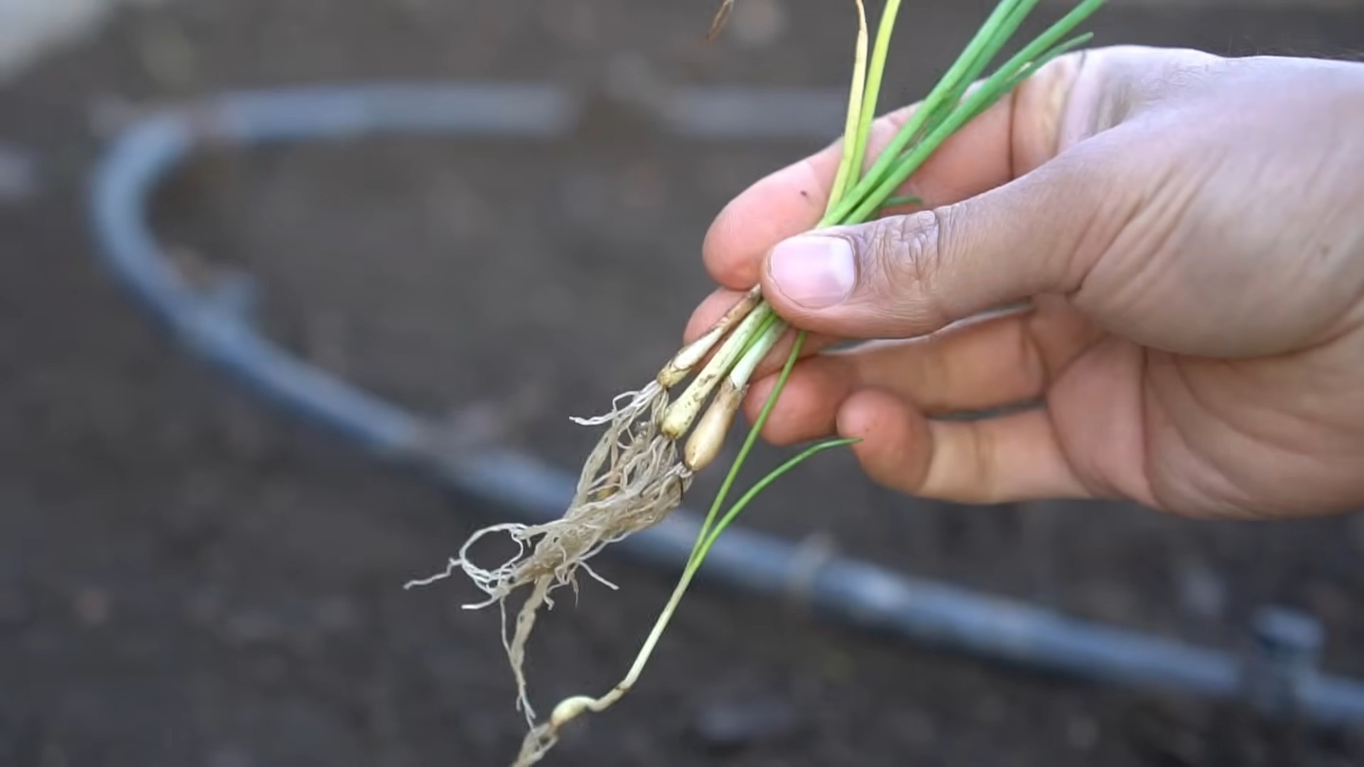 Plant Onions at Home