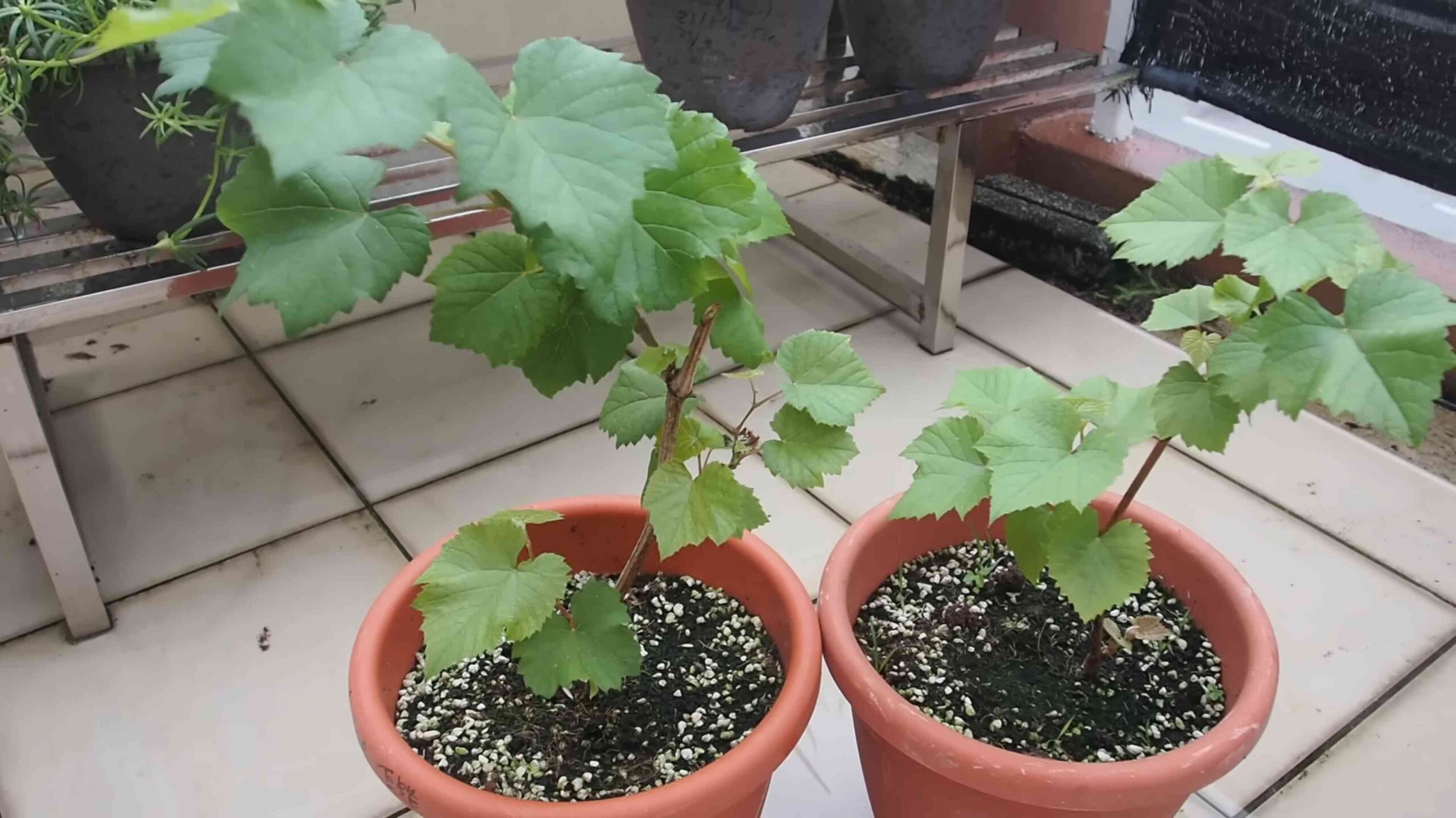 Growing Grapes in Your Garden