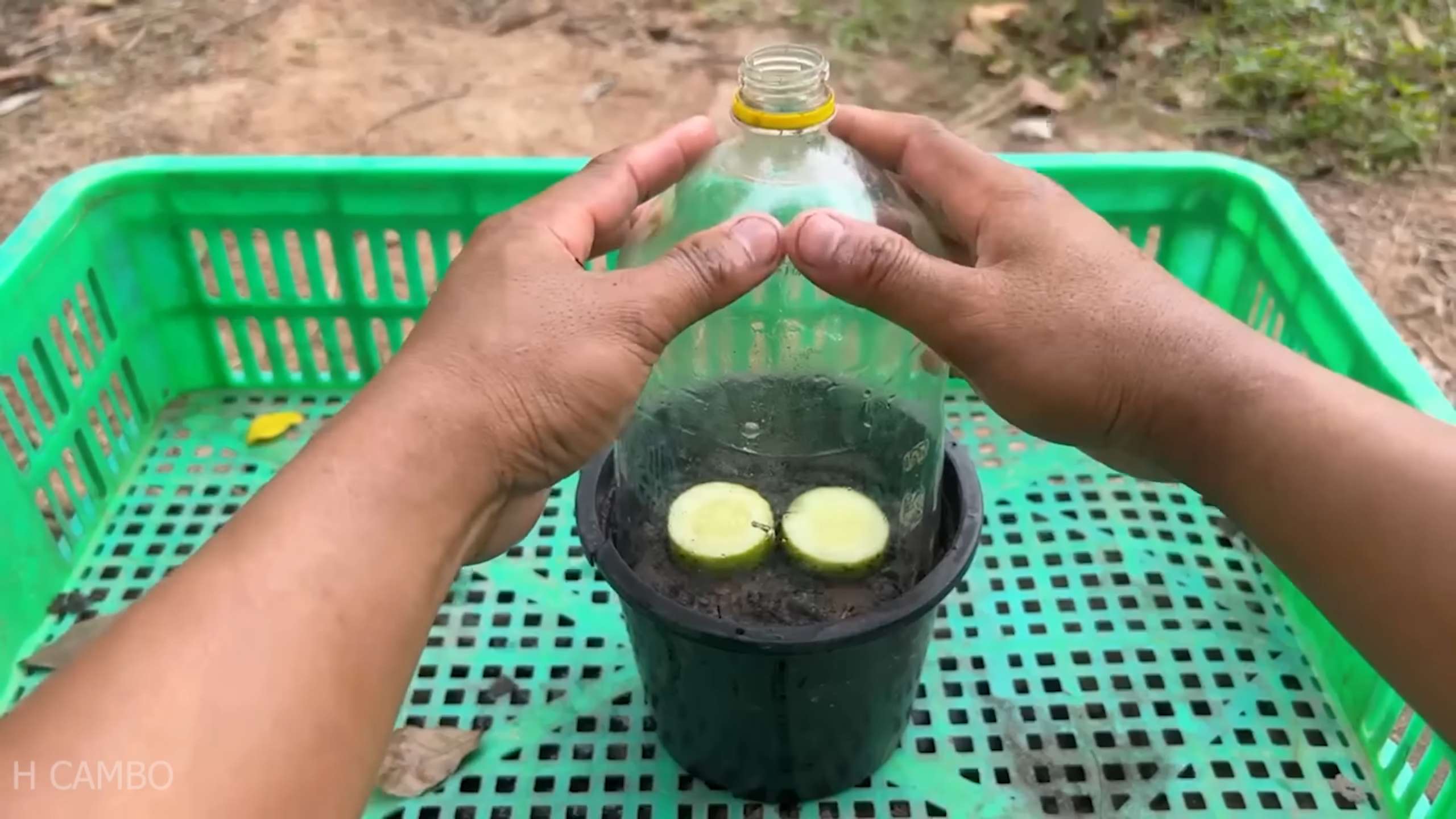 Growing Cucumbers Small Space
