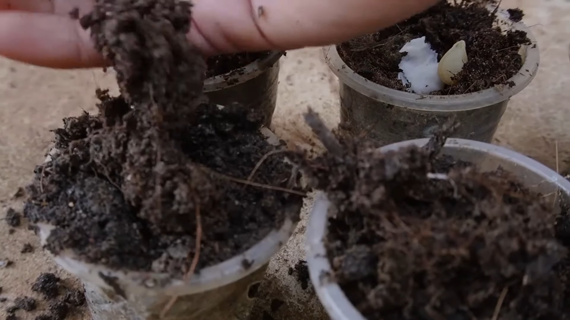 Beginner garden setup