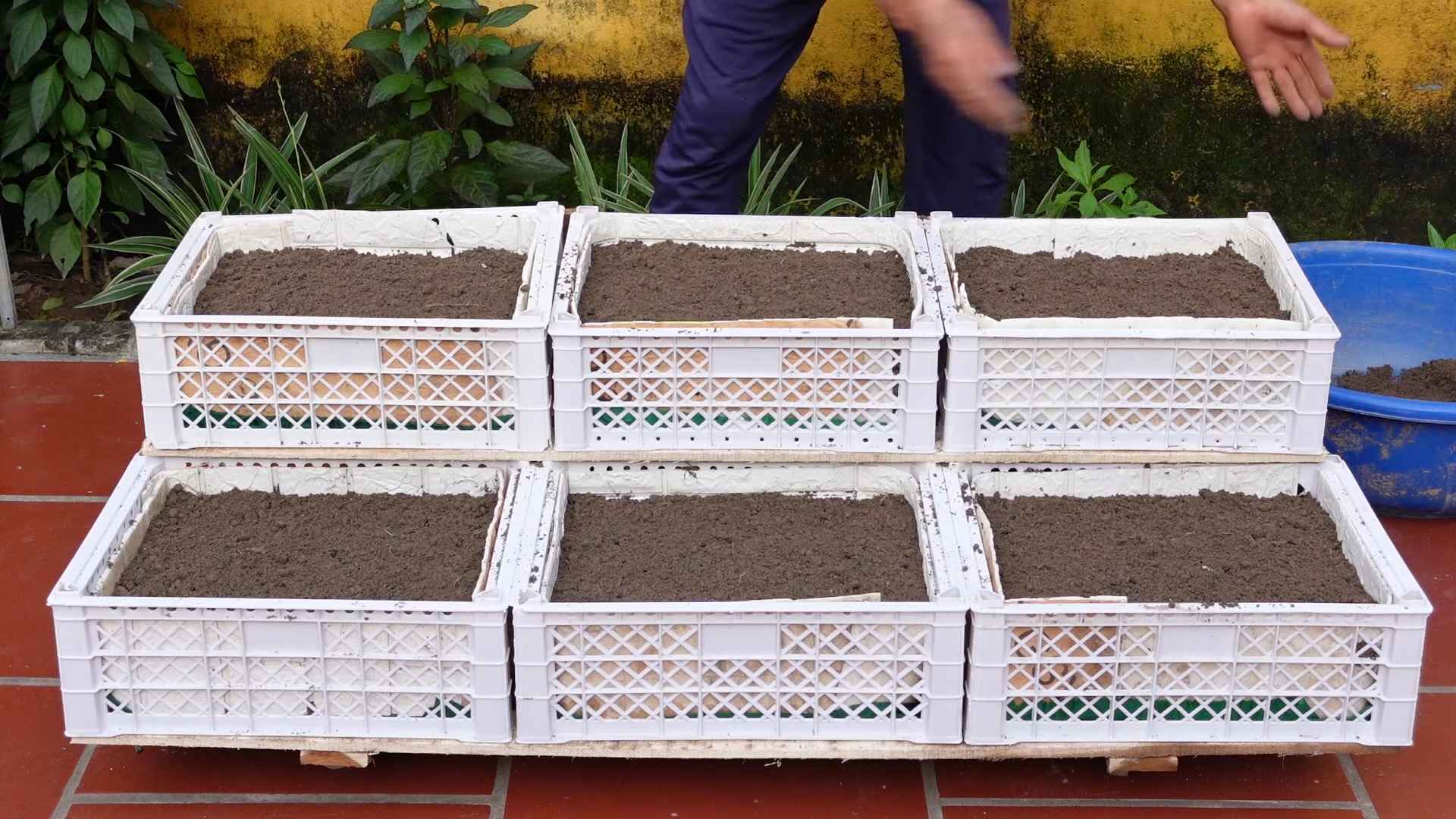 Growing Vegetables at Home