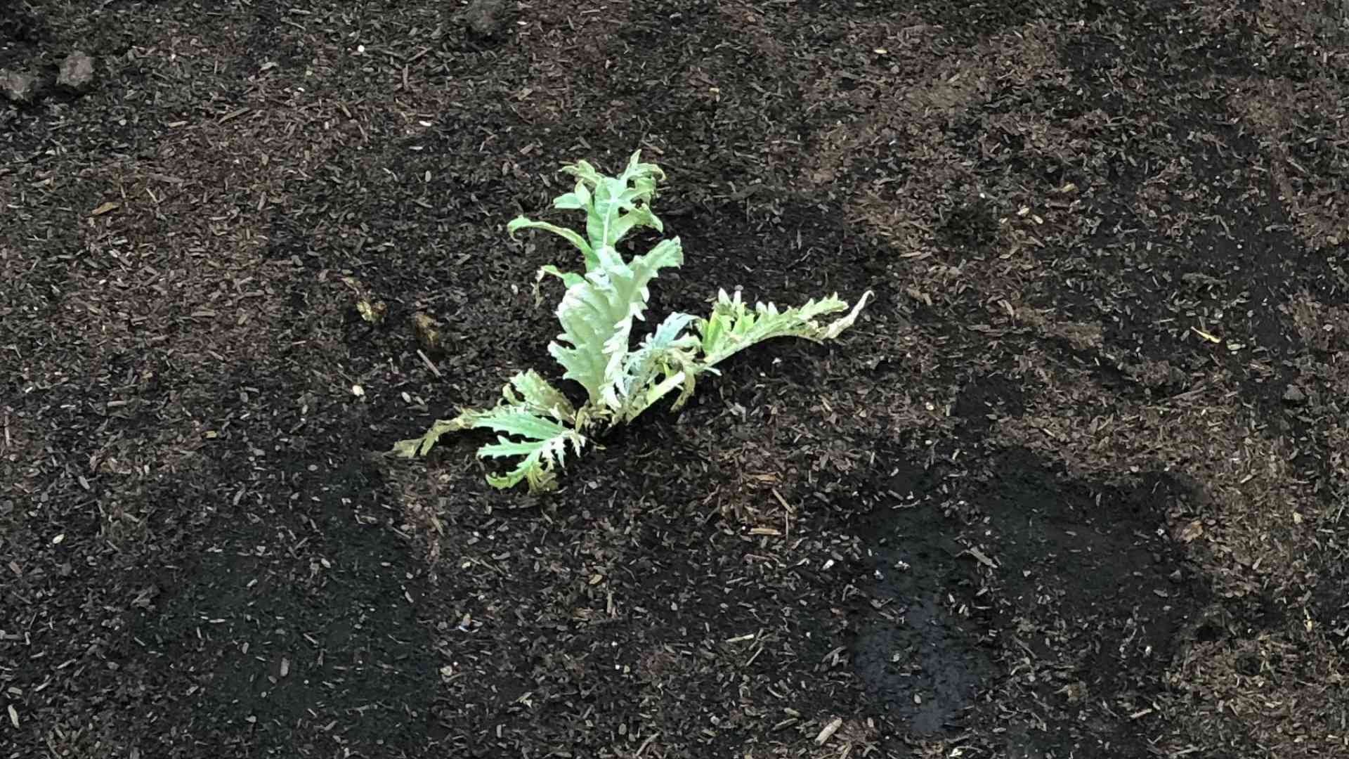 Indoor Artichoke Gardening