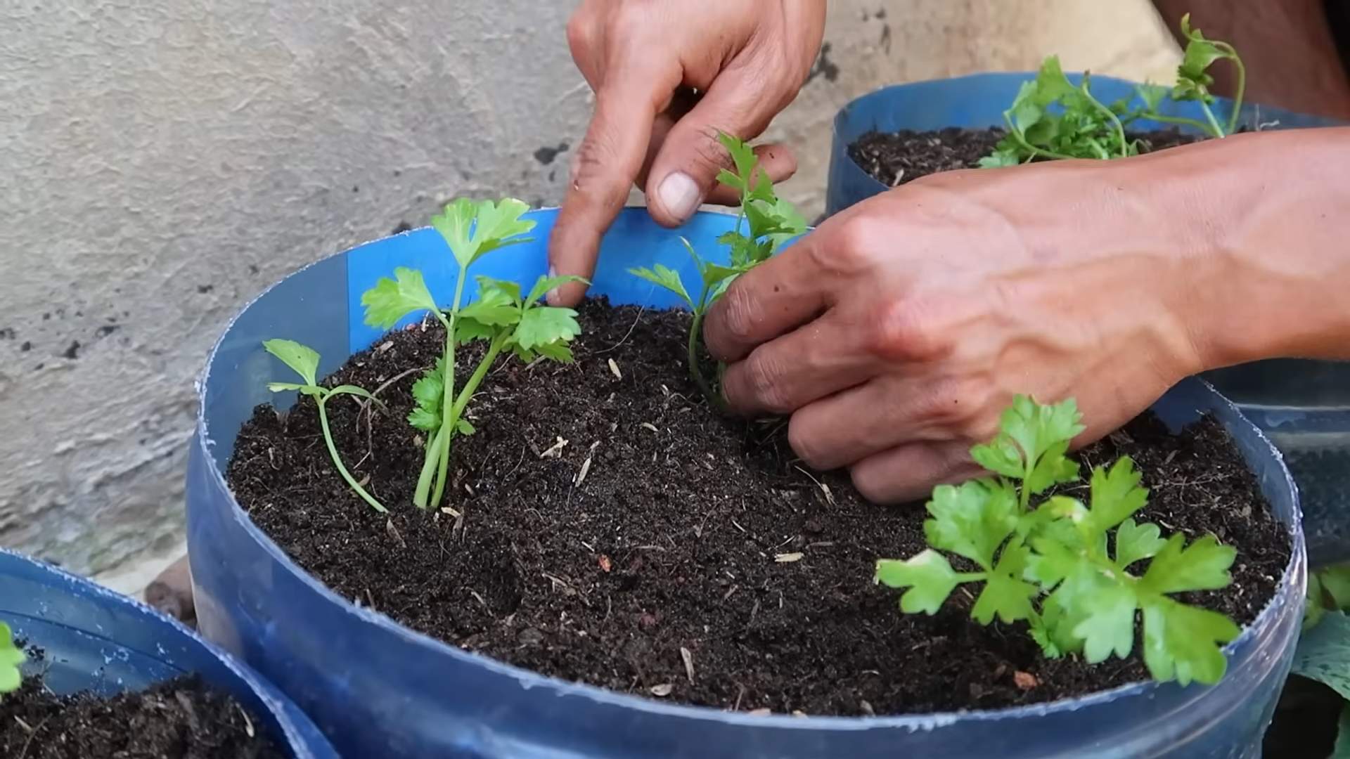 Grow Celery at Home