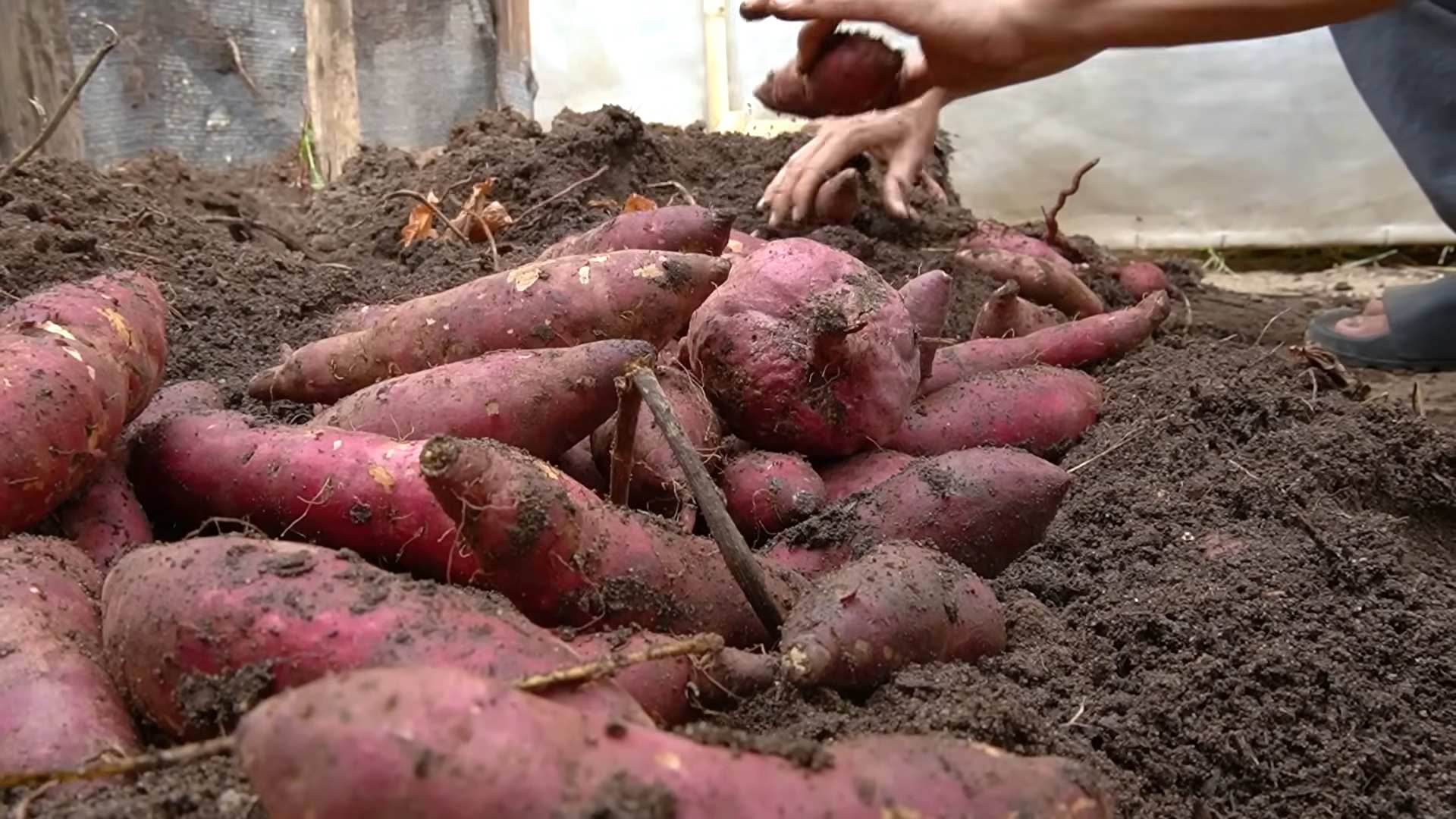 Balcony Sweet Potato Growing