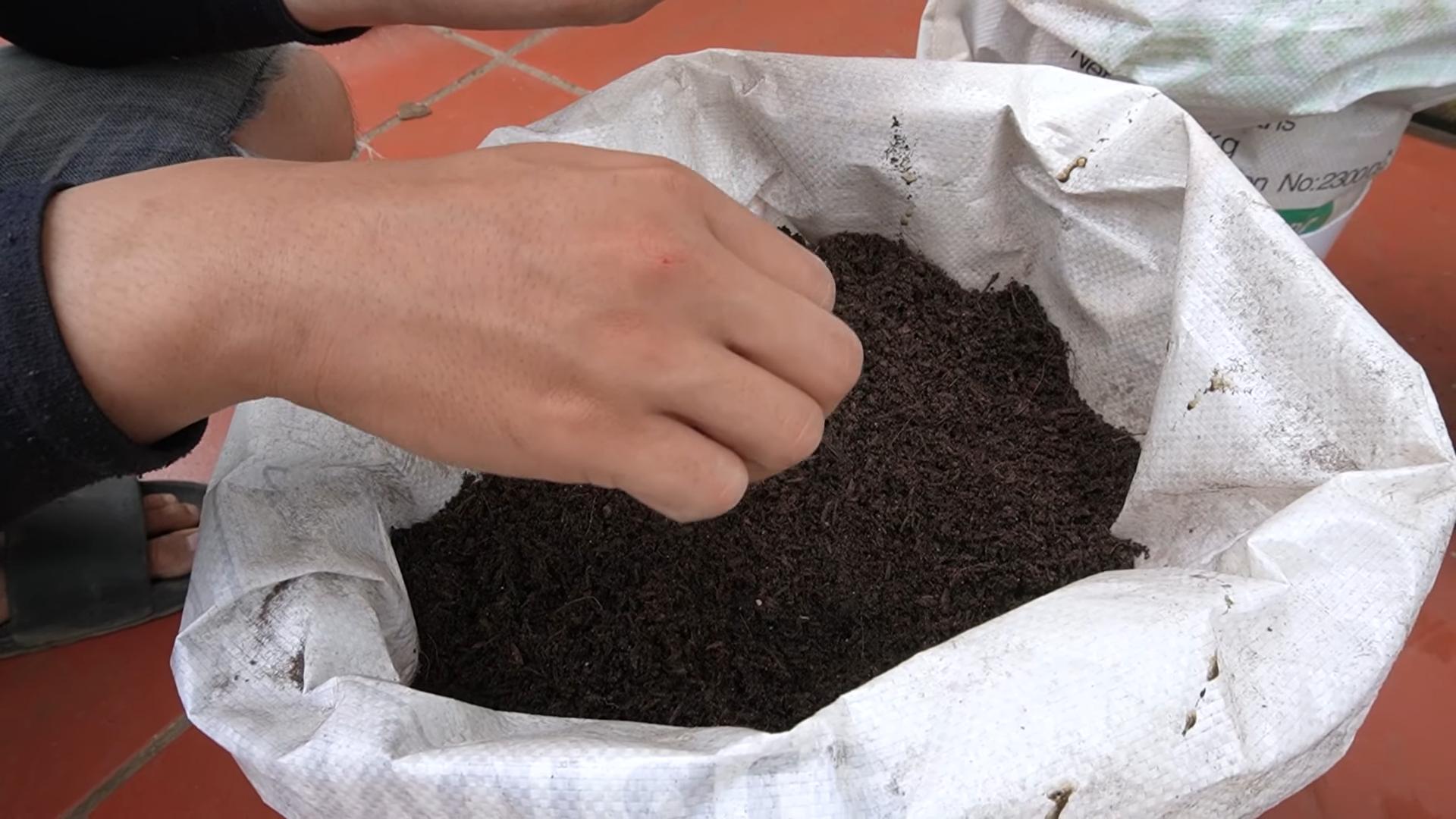 Growing Cabbage in Containers