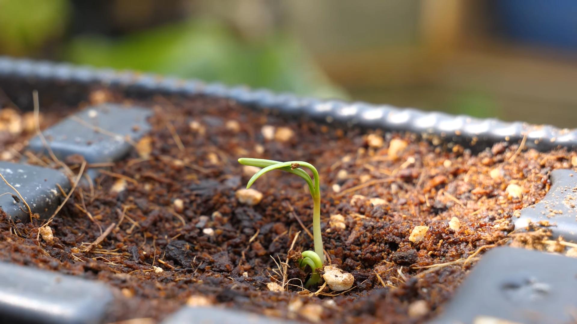 Growing Spinach in Pots