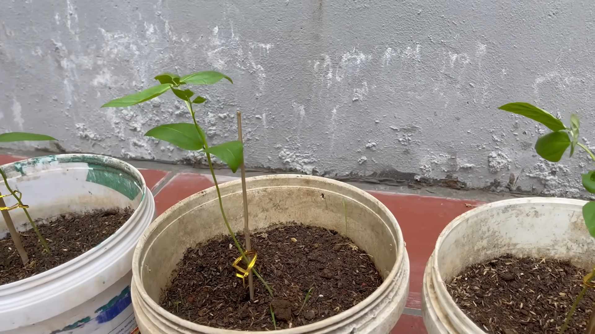 Grow Long Beans Quickly