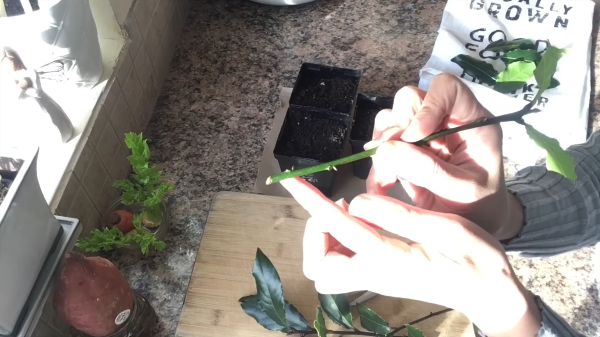 Bay Leaf Cuttings Indoor Planting