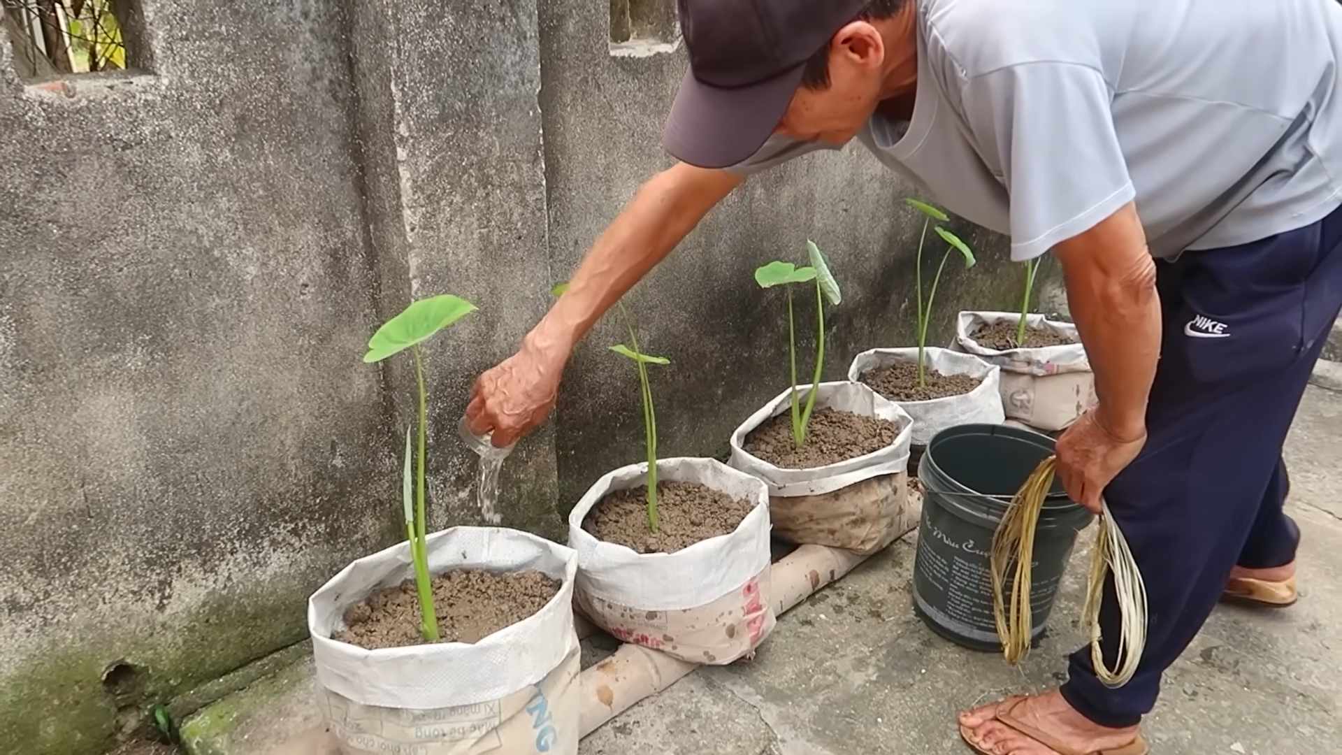 Grow Taro Kitchen Organic