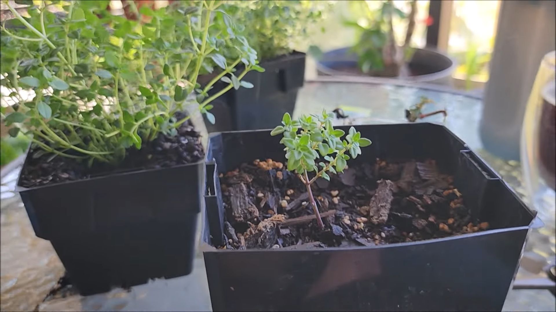 Grow Thyme Indoors