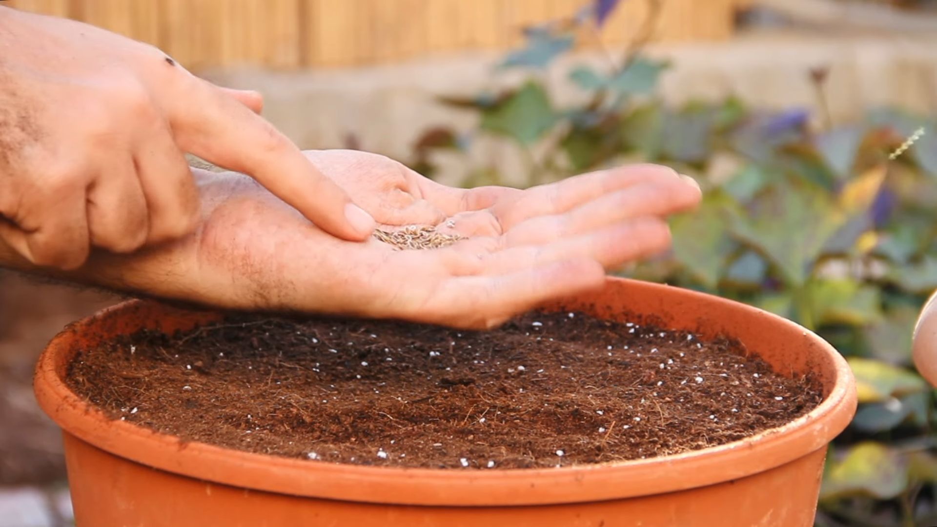 Dill Herb Kitchen Gardening