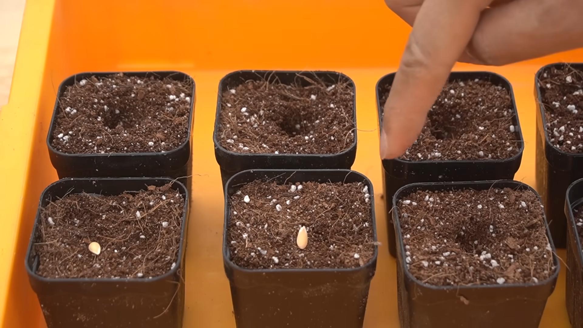 Grow Juicy Melons at Home