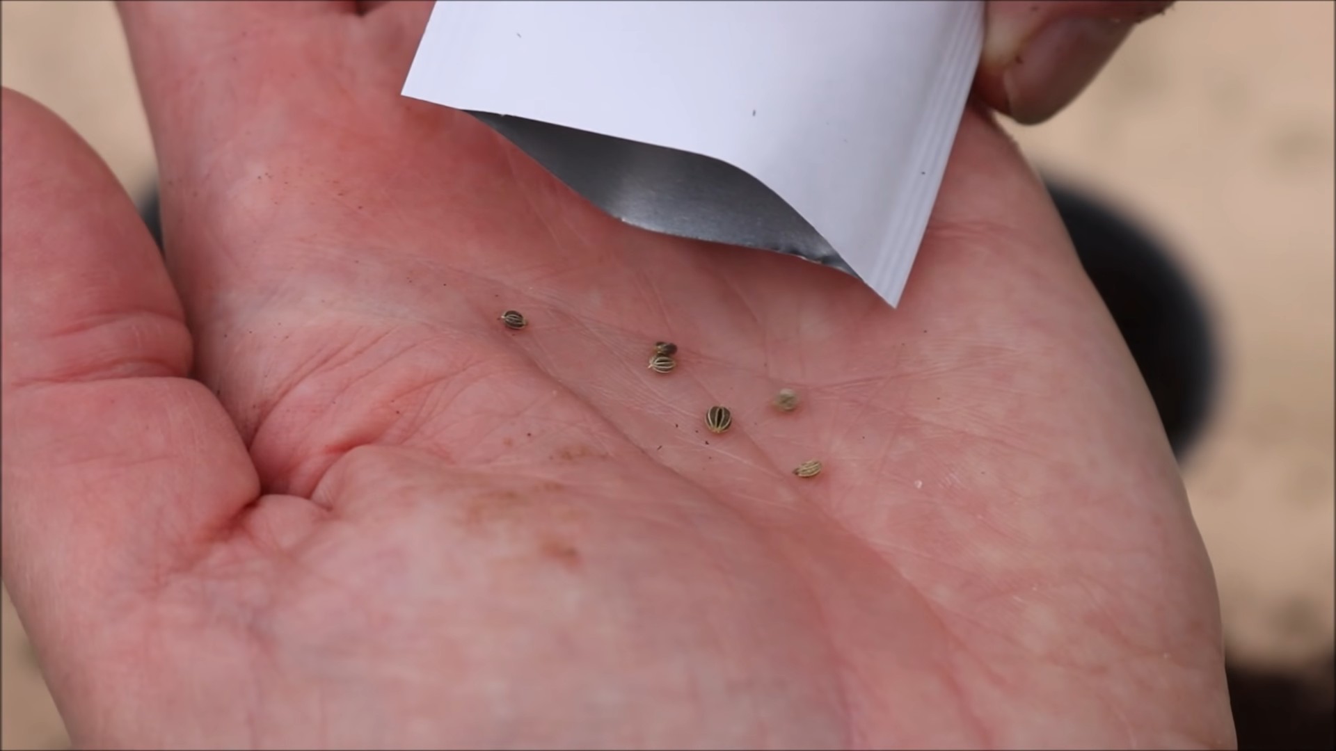 Grow Parsley at Home