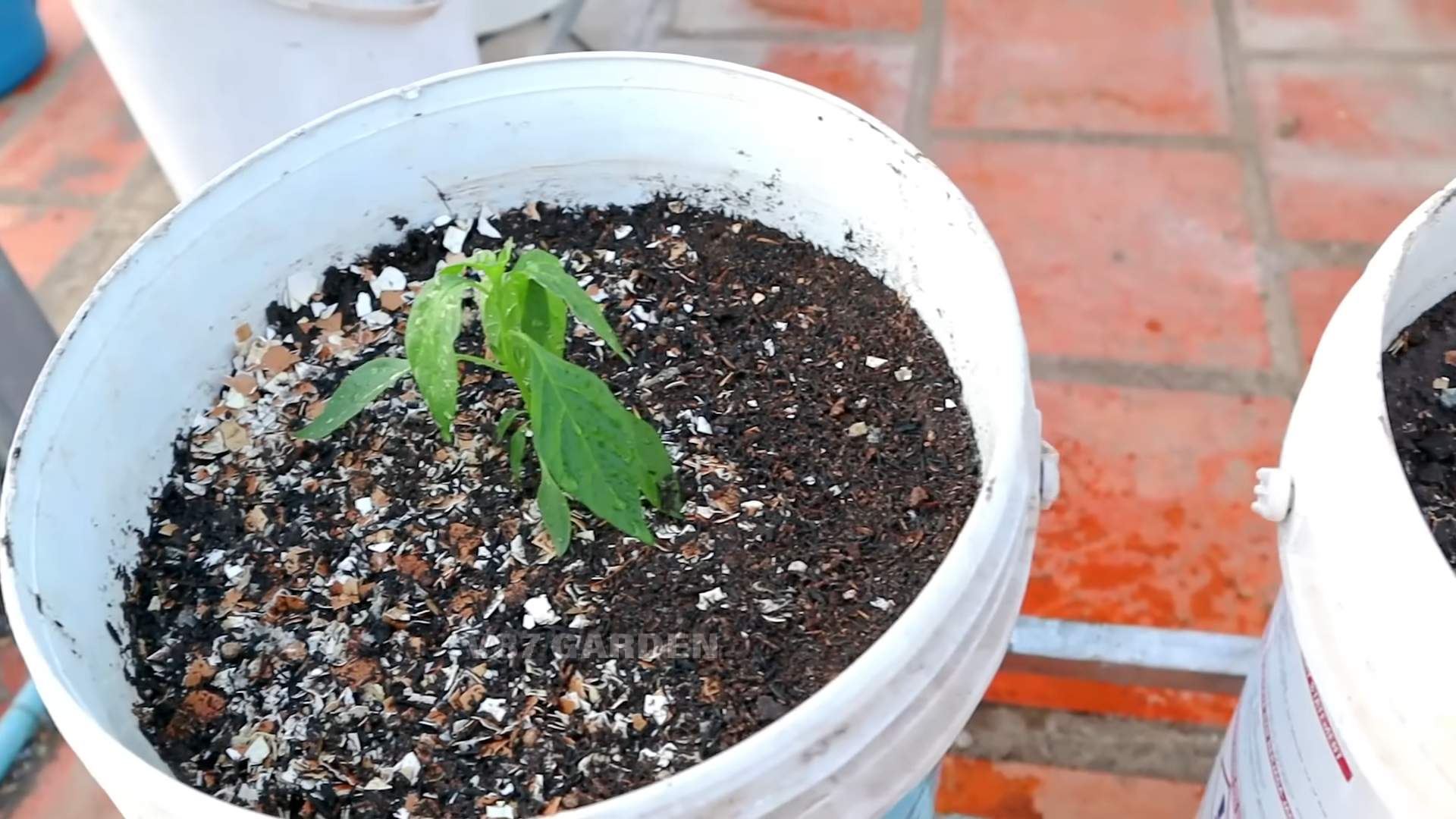 Container chili growing