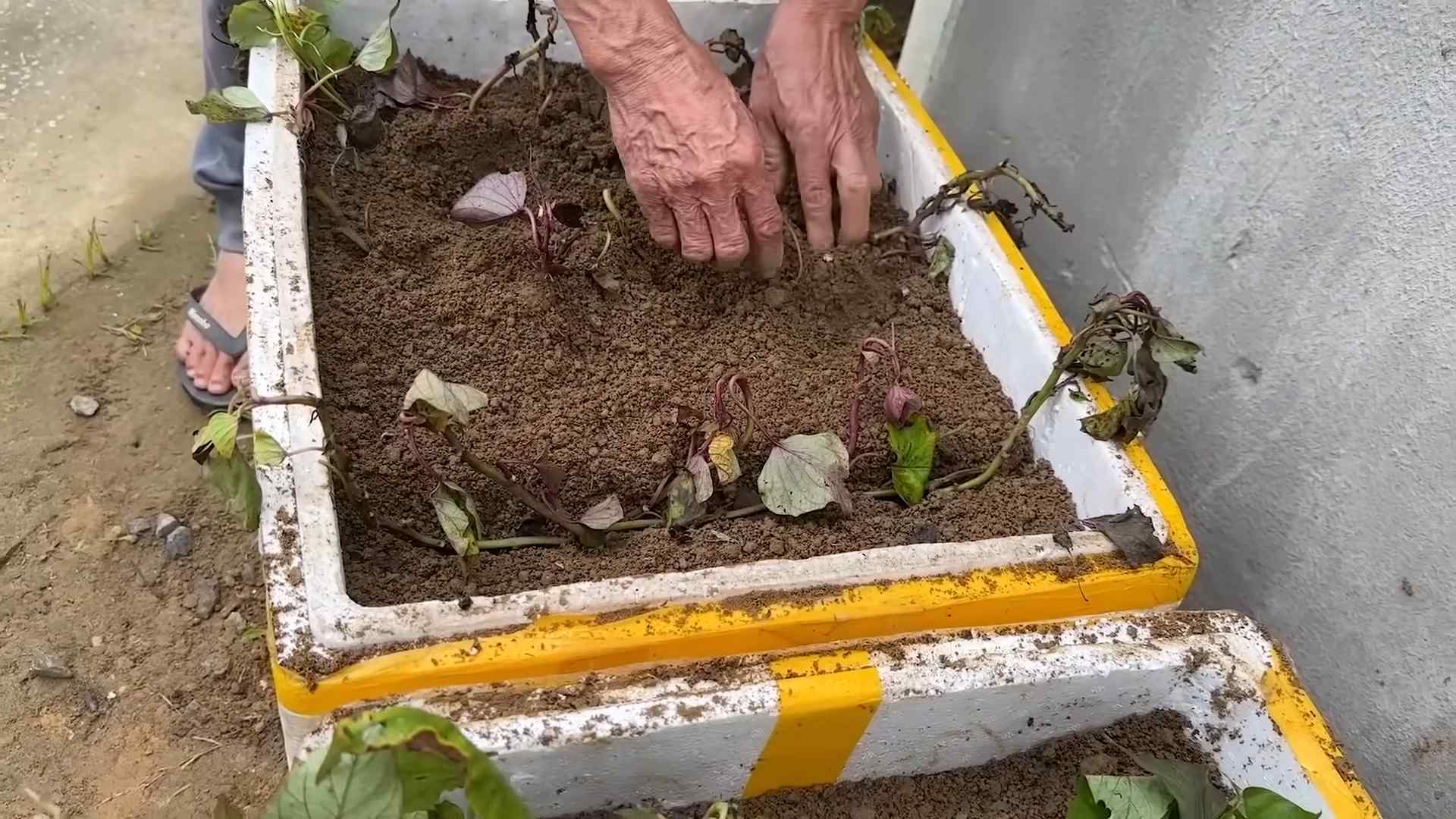 Sweet Potato Growing Hack
