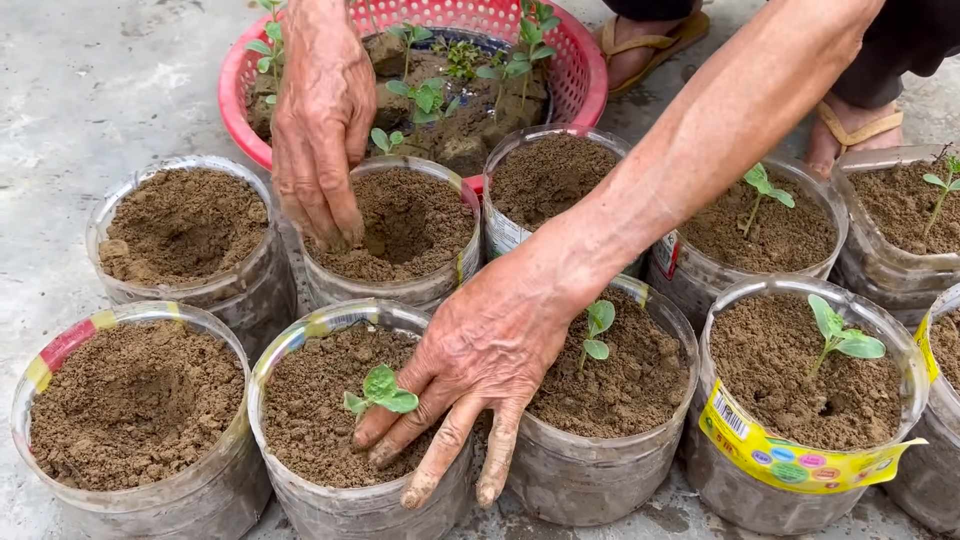 Grow Watermelons Easily