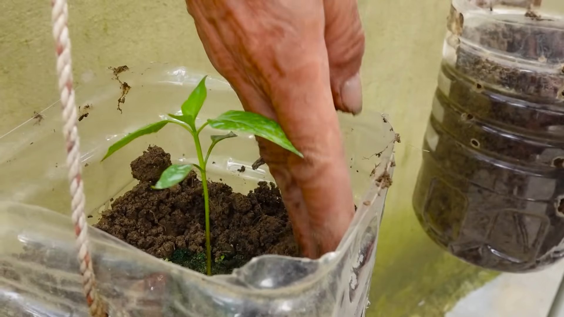Growing Chili Peppers Anywhere