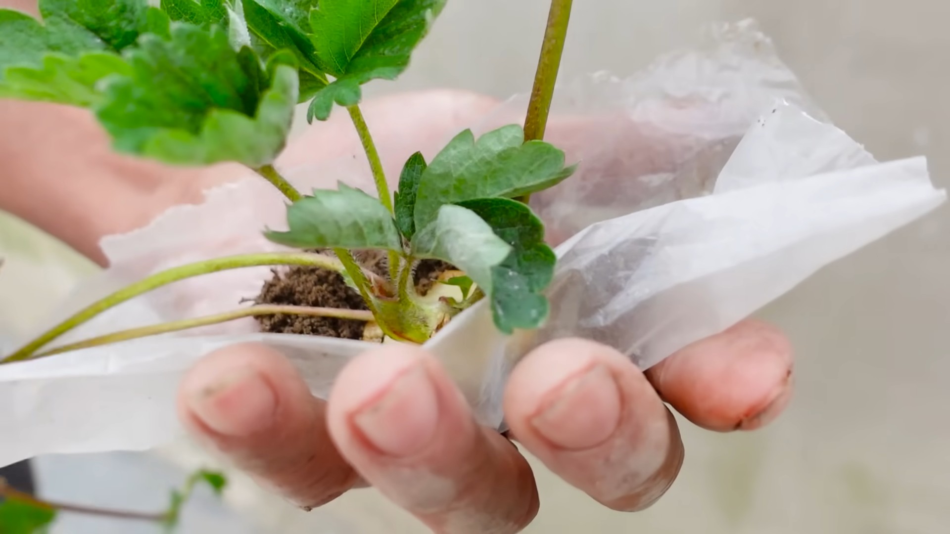 Easy Strawberry Growing Tips