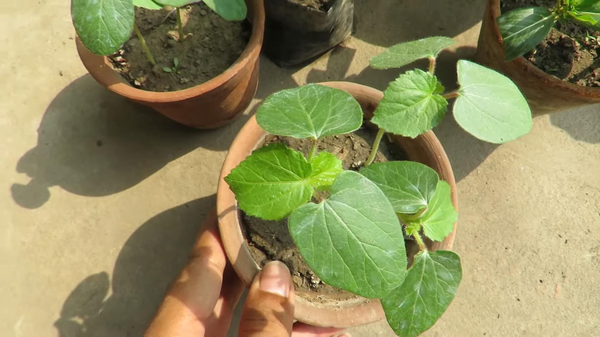 Growing Okra at Home