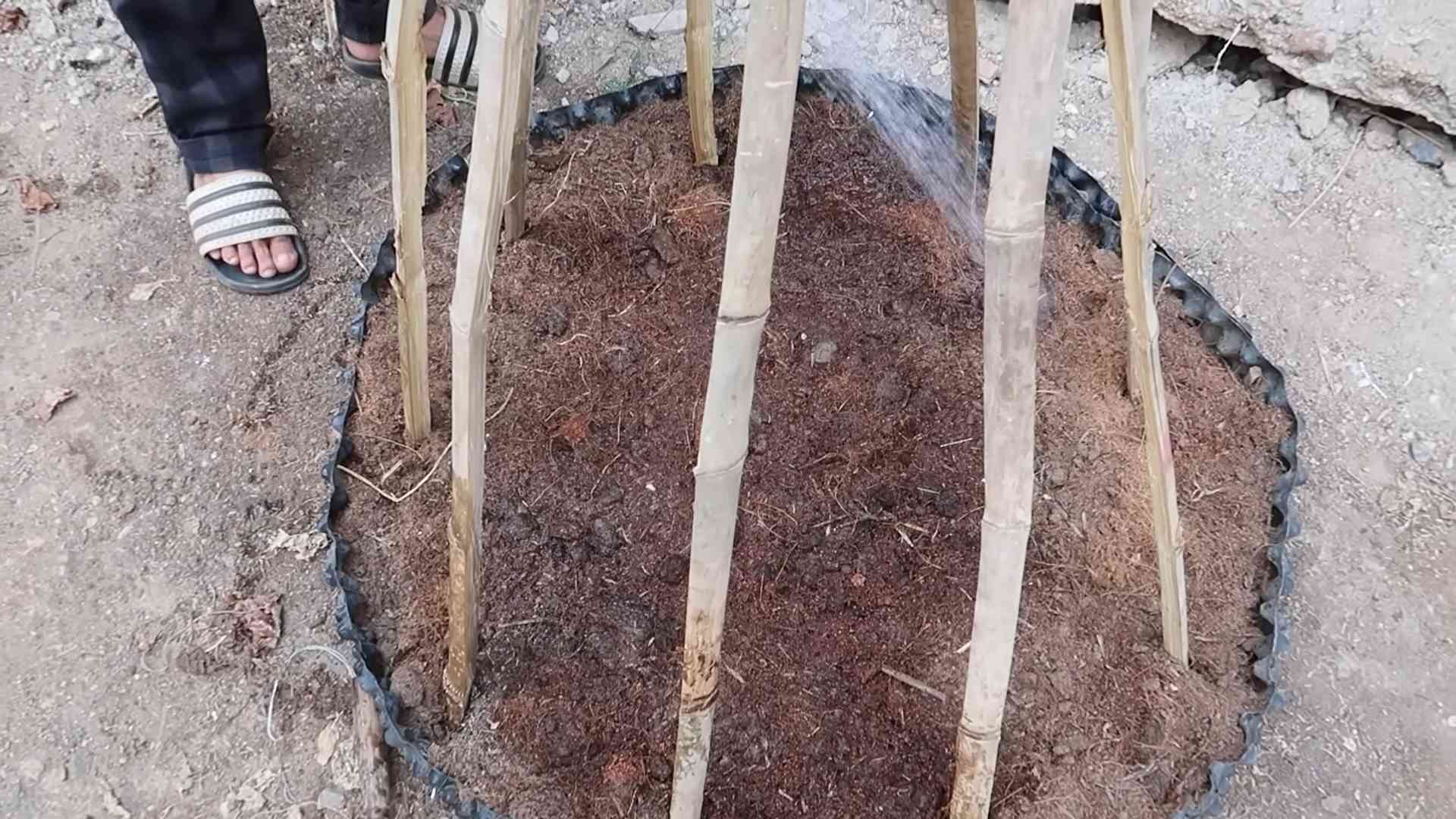 Spinach Growing Tips