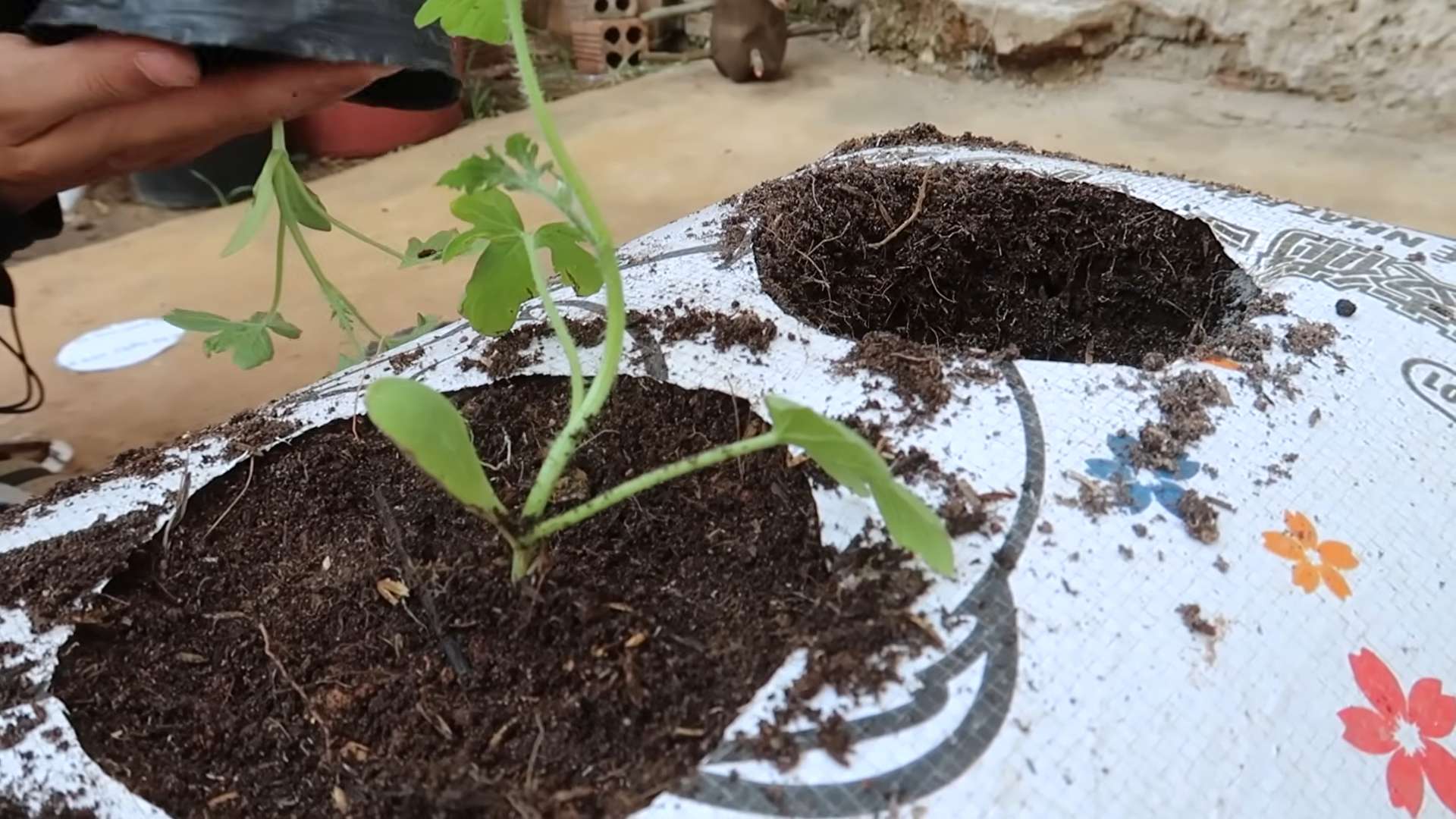 Sack gardening watermelon