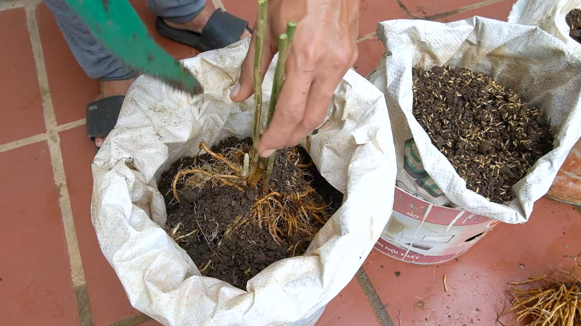 Grow Asparagus at Home