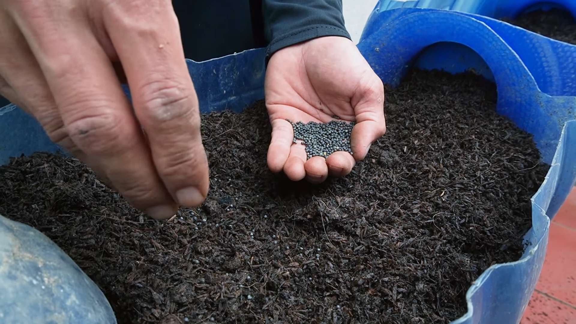 Collard Greens Growing Tips