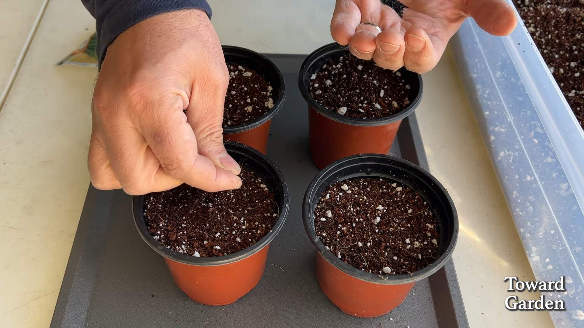 Growing Chives Kitchen Method