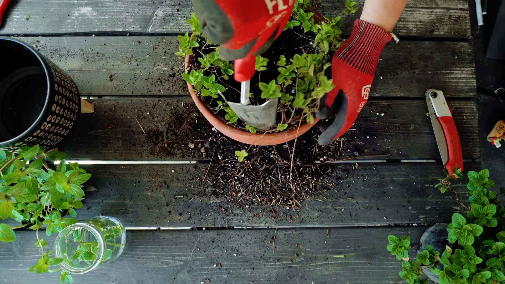 Indoor Mint Garden