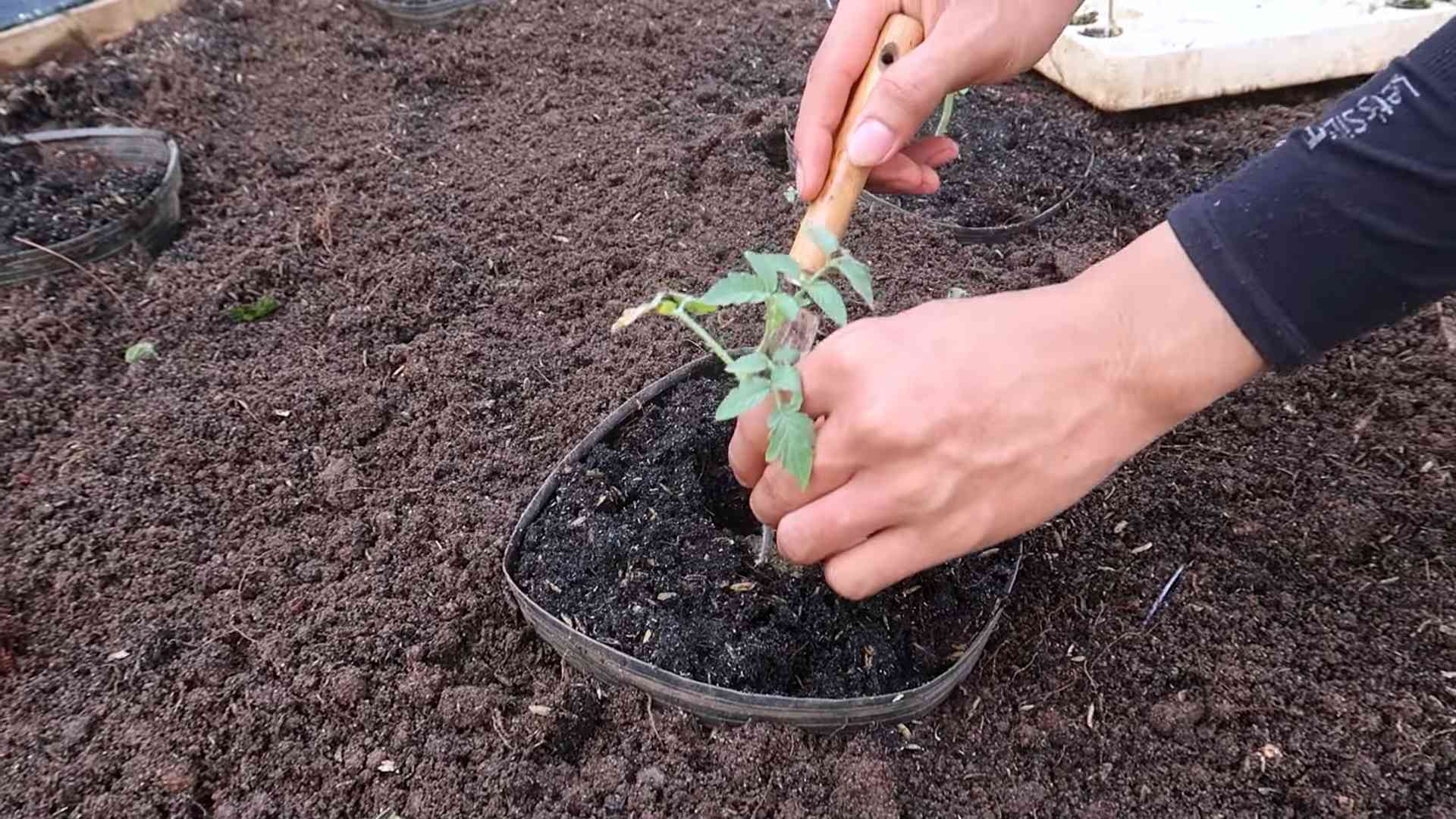 Tomato plant fertilizer