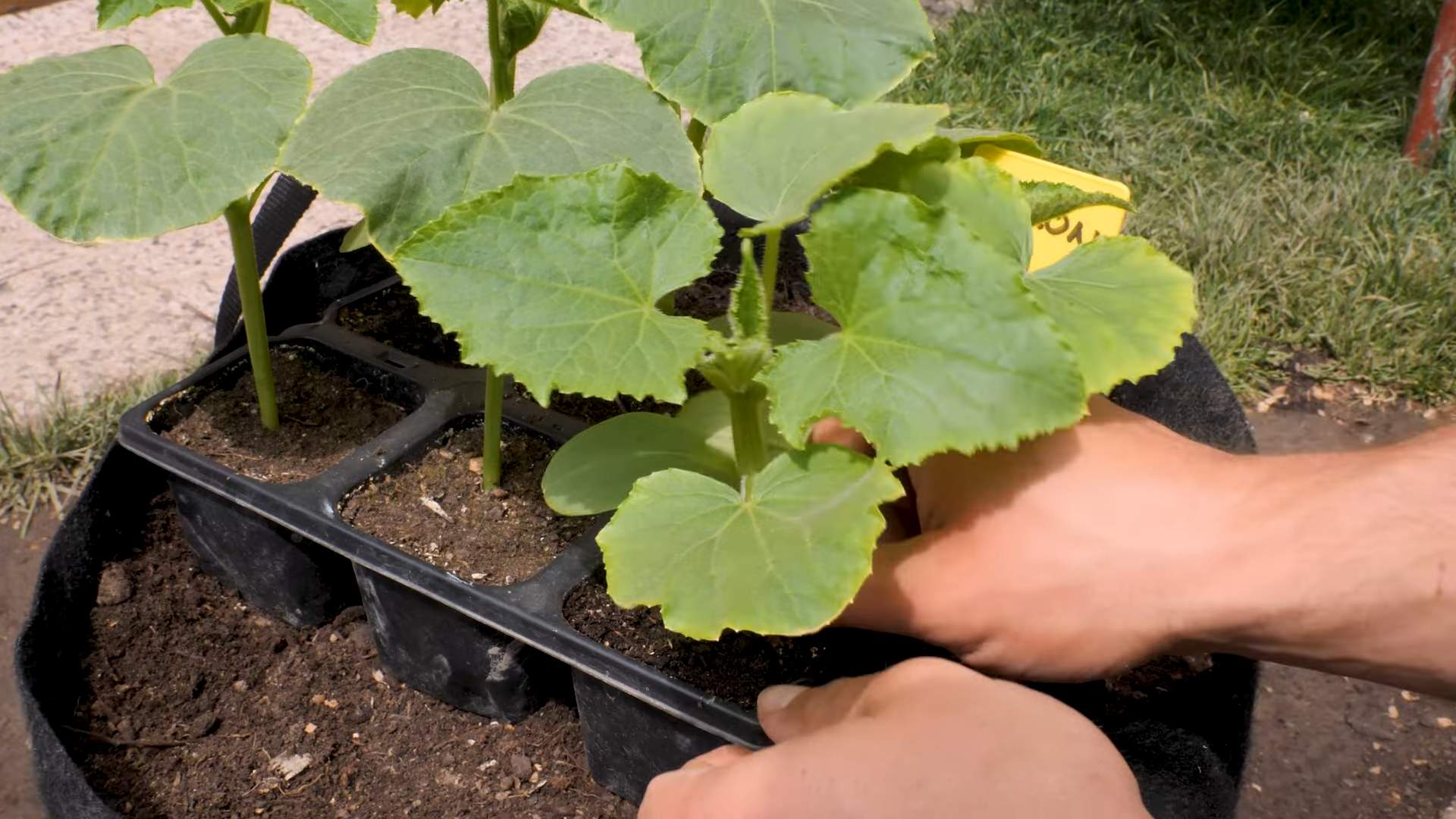 Grow Lemon Cucumbers