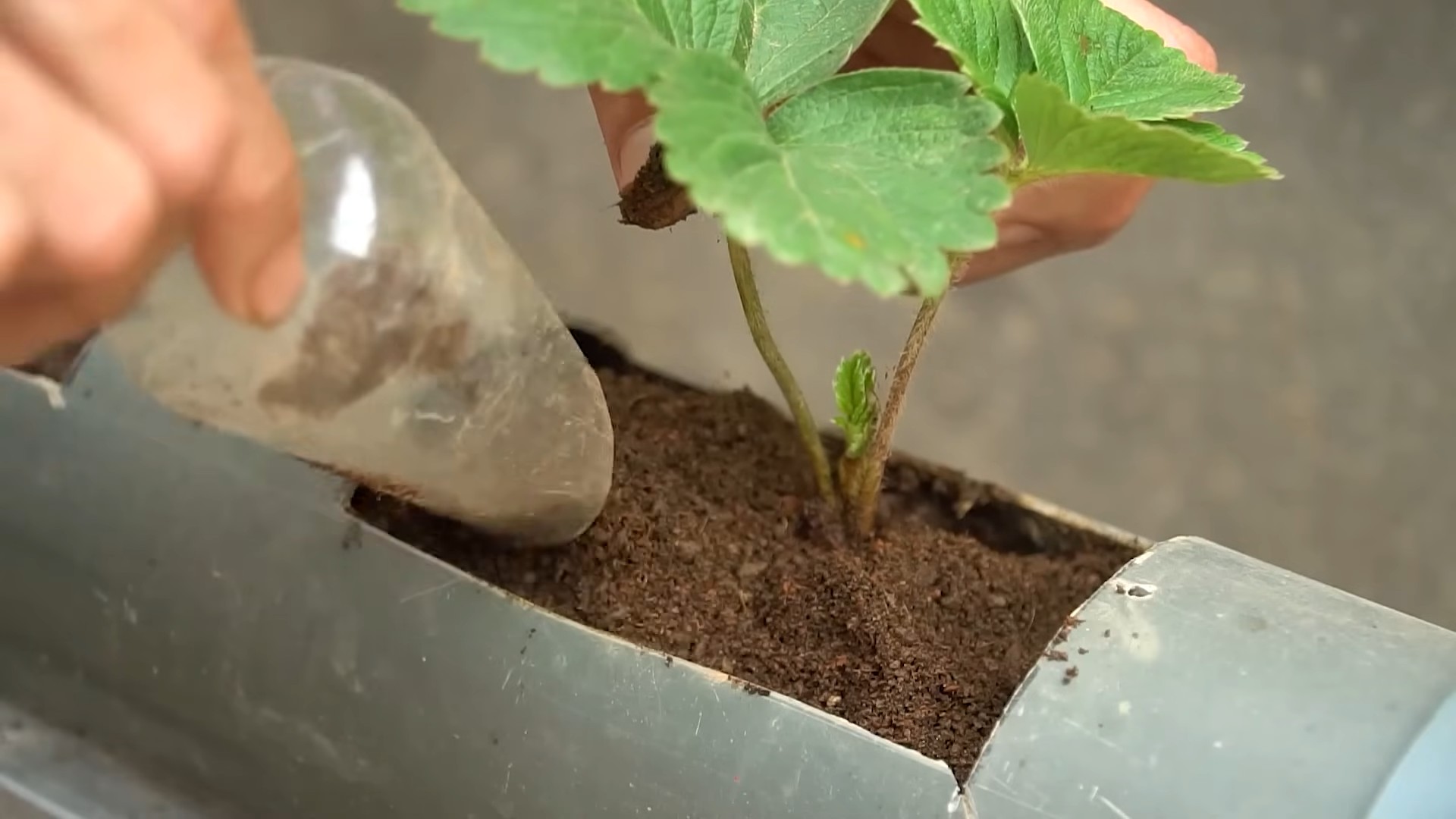 Grow Strawberries Easily