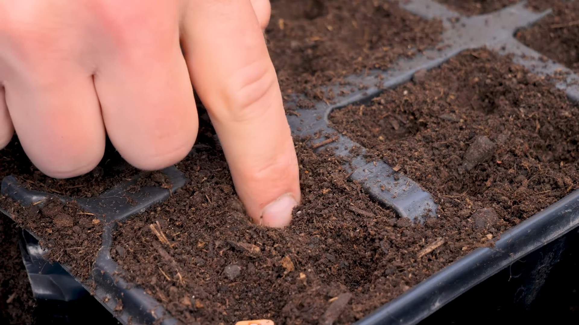 Grow Bush Beans Containers