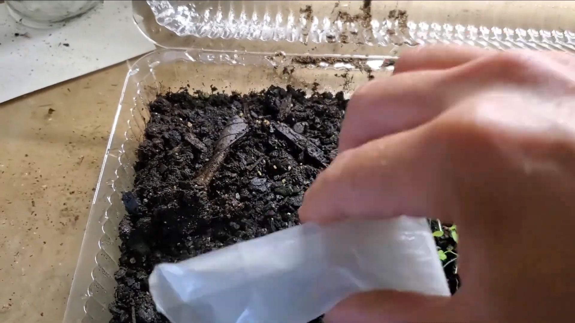 Growing Heuchera from Seed