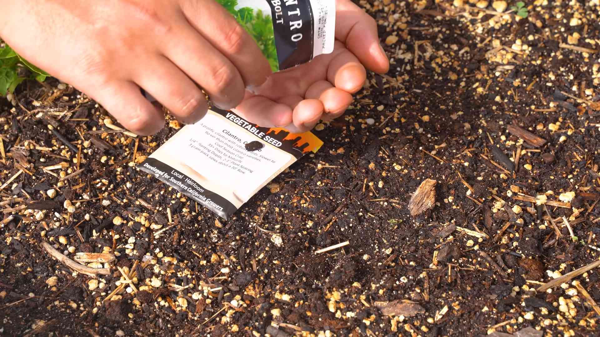 Stop Cilantro Bolting