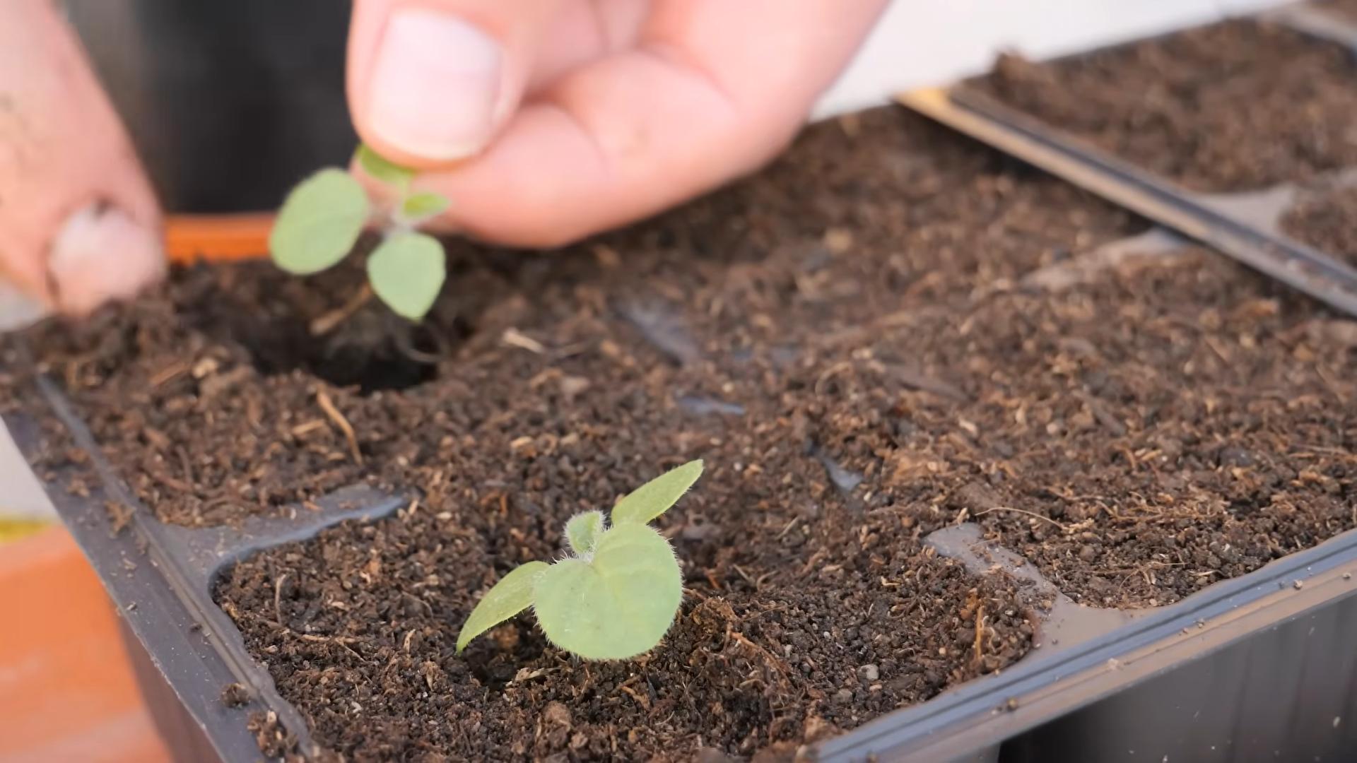 Grow Cape Gooseberries Easily