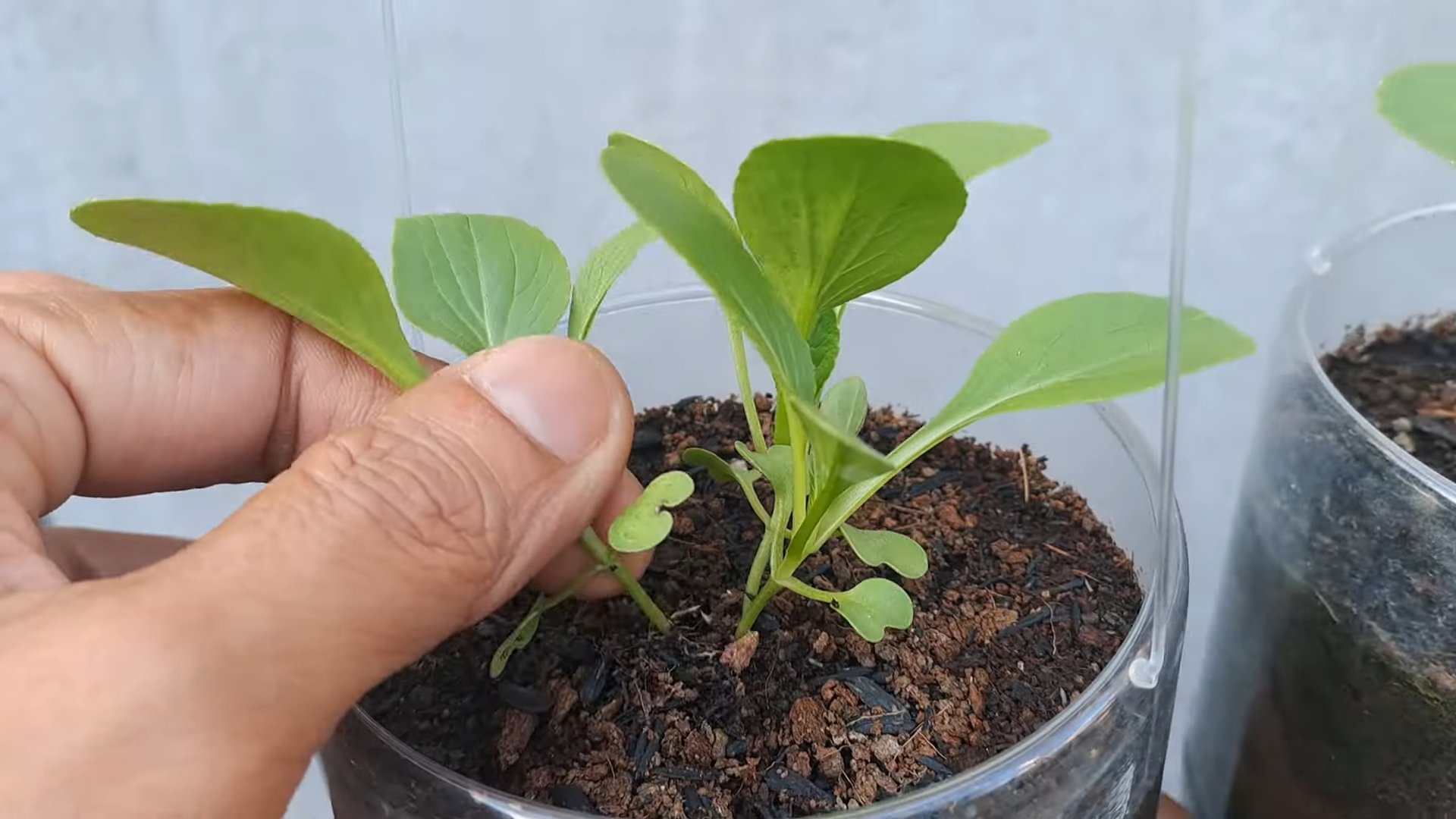 Growing Bok Choy Indoors