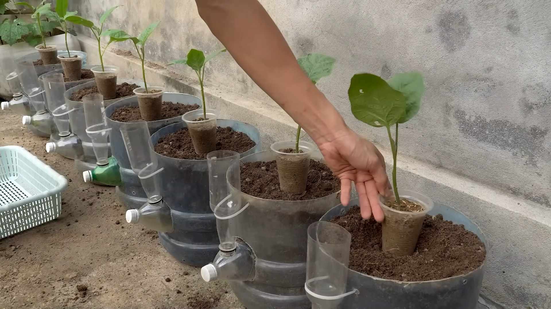 Soiless Eggplant Growing