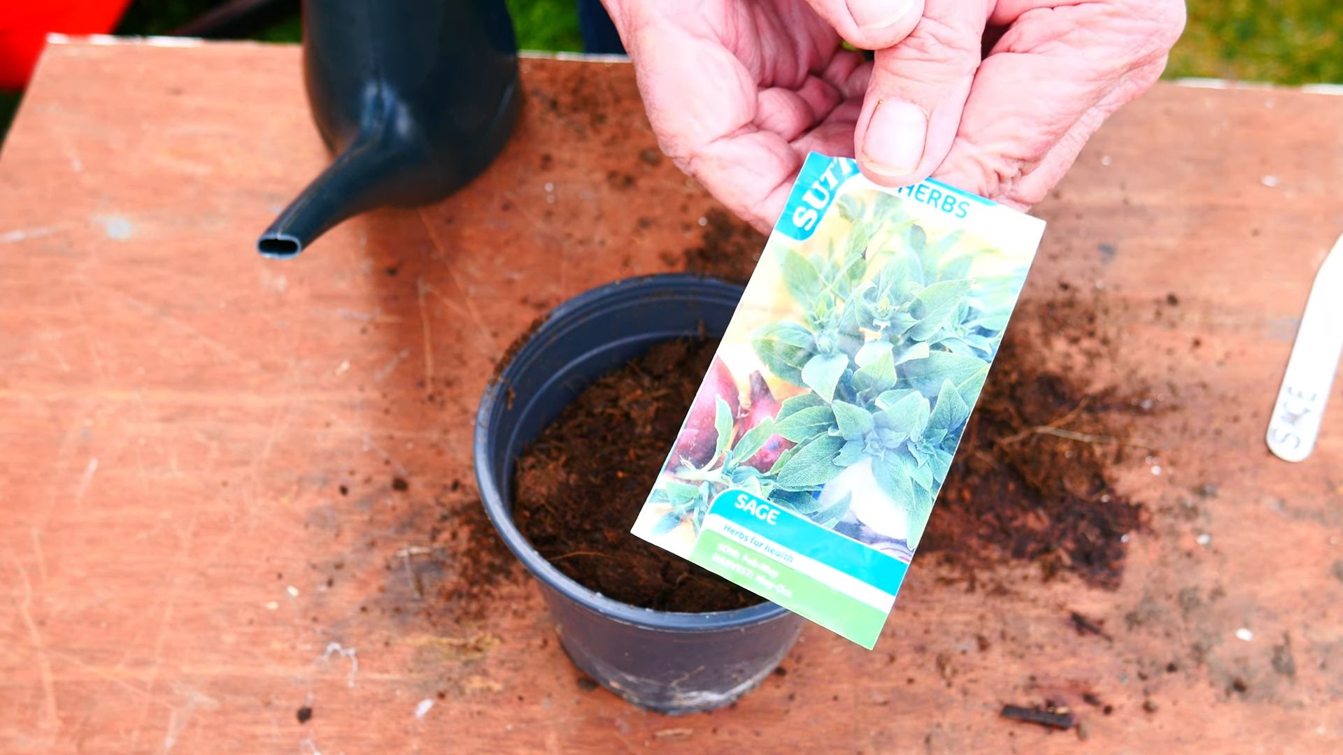 Growing Sage at Home