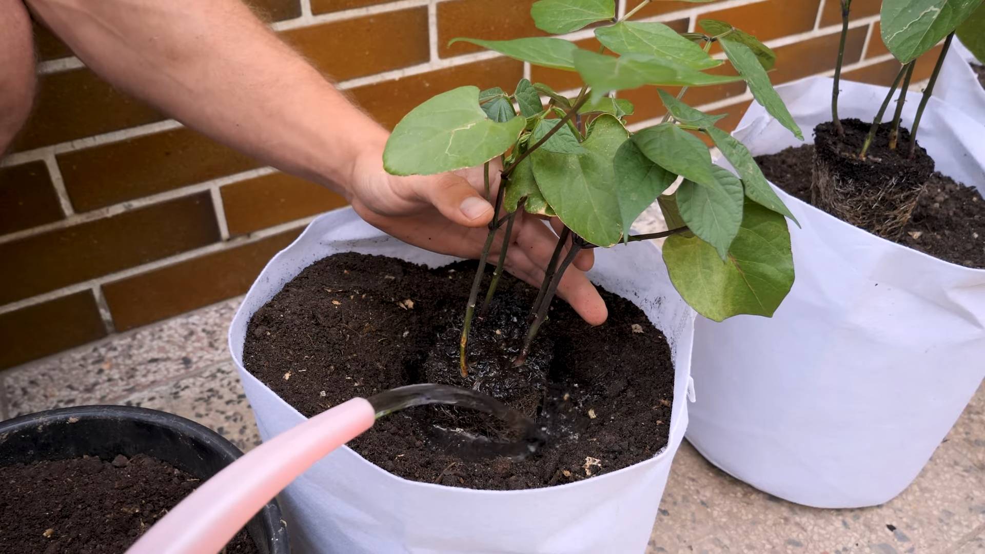Growing Purple Bush Beans
